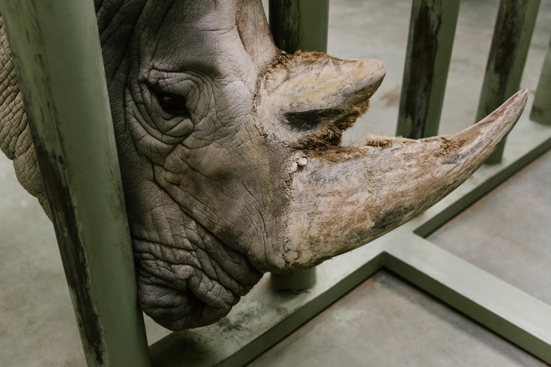Endangered Species and Conservation Efforts Worlwide