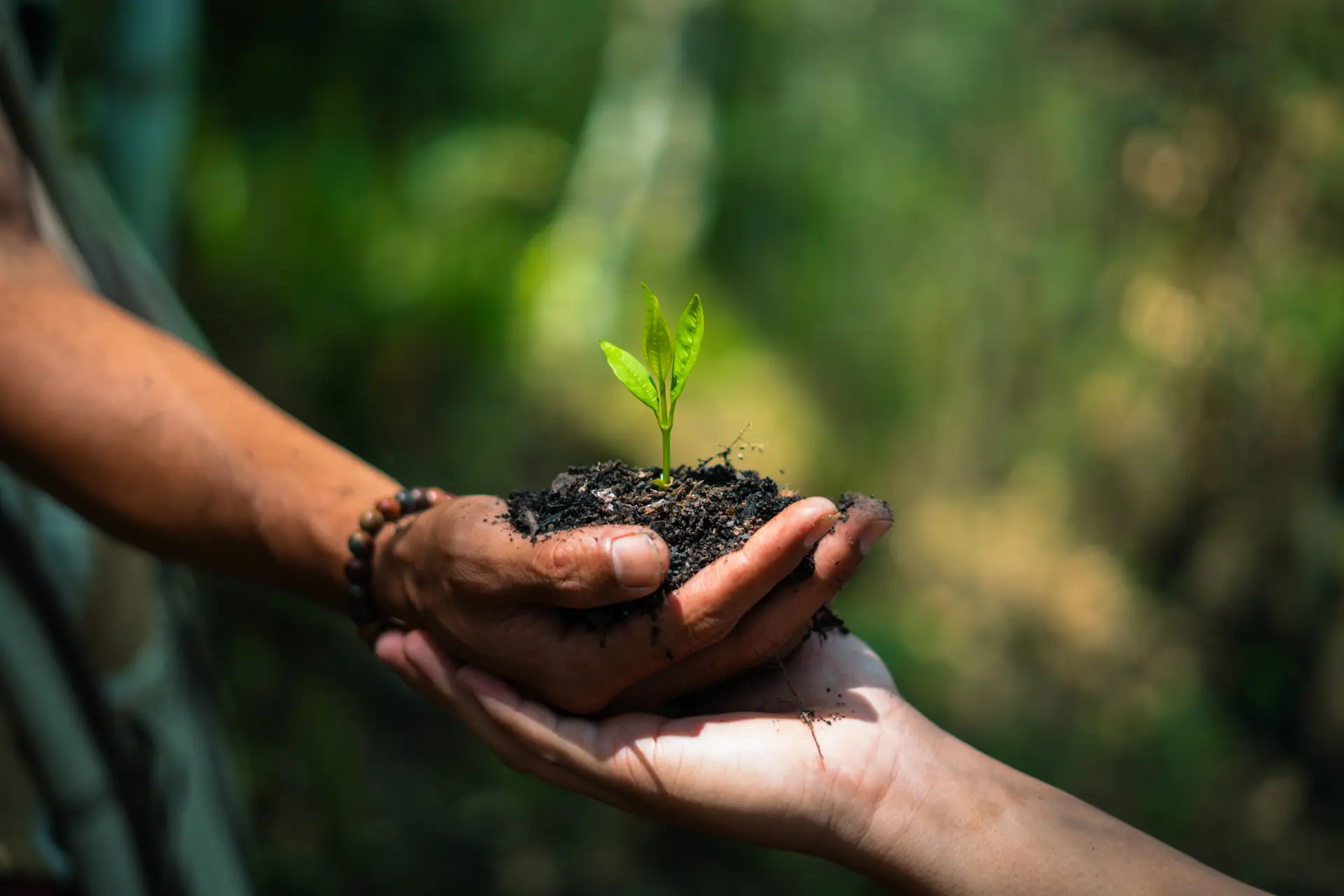 The Importance of Preserving Natural Ecosystems