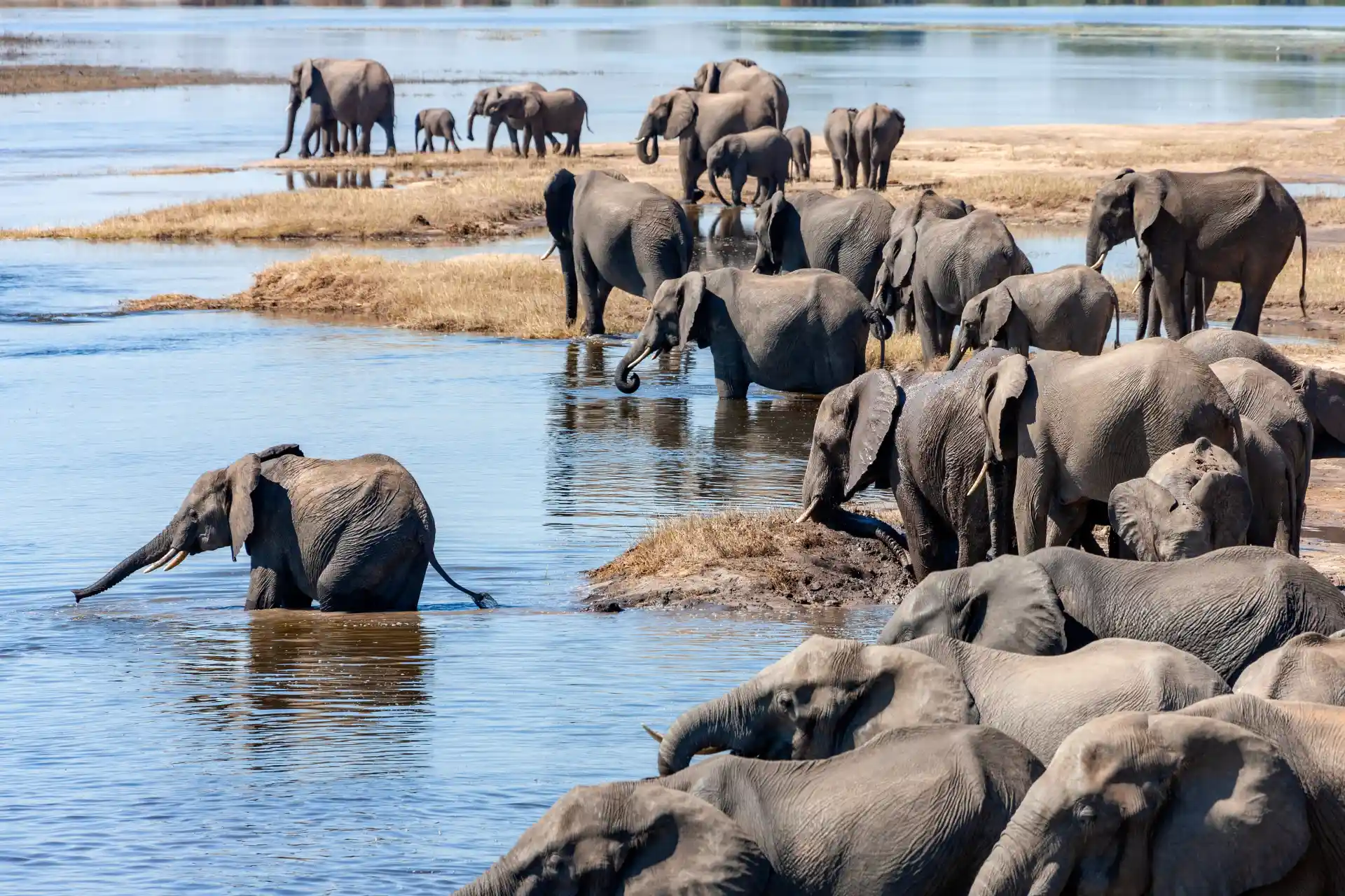 Protecting Wildlife in Natural Habitats Today