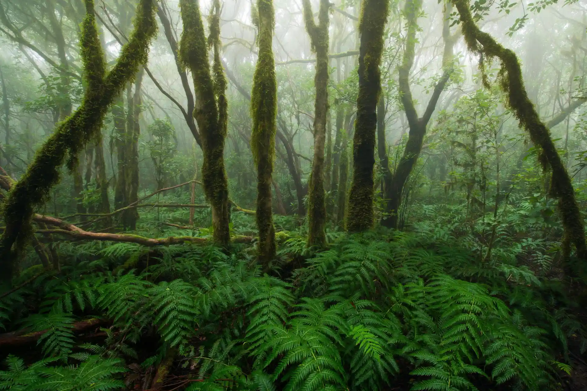 Wildlife Habitats and Their Role in Sustainability