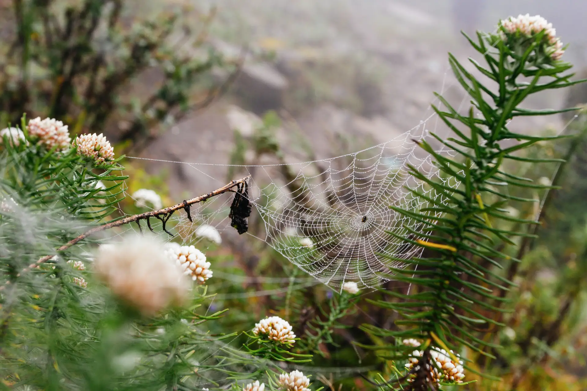 The Role of Forests in Ecosystem Stability