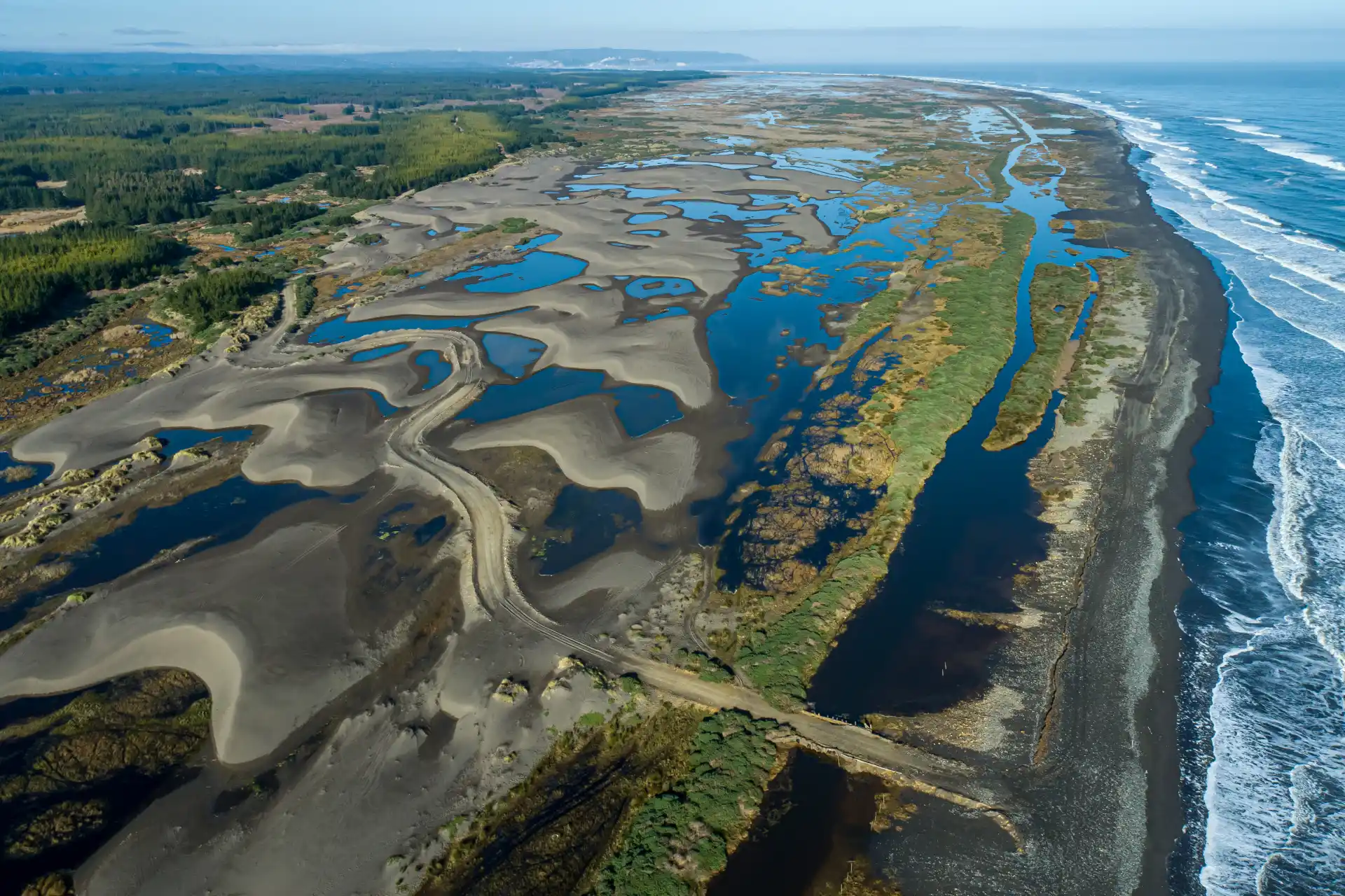 The Vanishing Footprints of Endangered Wildlife